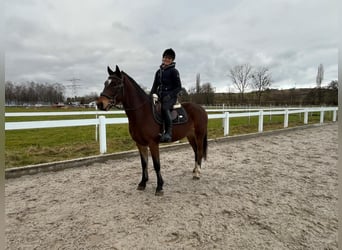 Franches-Montagnes, Hongre, 4 Ans, 151 cm, Bai