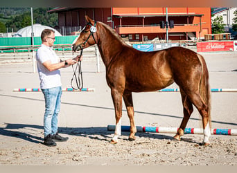 Franches-Montagnes, Hongre, 4 Ans, 153 cm, Alezan