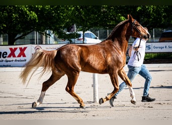 Franches-Montagnes, Hongre, 4 Ans, 153 cm, Alezan