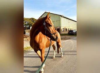 Franches-Montagnes, Hongre, 4 Ans, 153 cm, Alezan