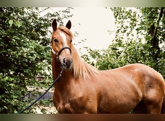 Franches-Montagnes, Hongre, 4 Ans, 153 cm, Alezan