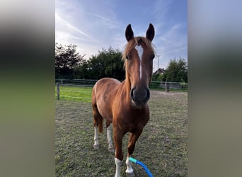 Franches-Montagnes, Hongre, 4 Ans, 153 cm, Alezan