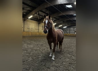 Franches-Montagnes, Hongre, 4 Ans, 153 cm, Alezan