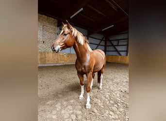 Franches-Montagnes, Hongre, 4 Ans, 153 cm, Alezan