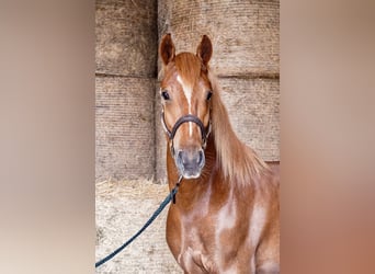 Franches-Montagnes, Hongre, 4 Ans, 153 cm, Alezan