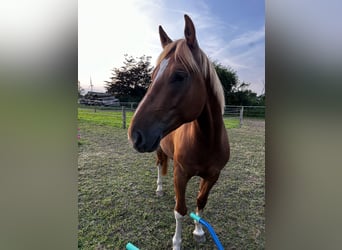 Franches-Montagnes, Hongre, 4 Ans, 153 cm, Alezan