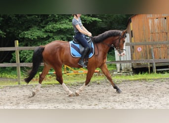 Franches-Montagnes, Hongre, 4 Ans, 156 cm, Bai brun