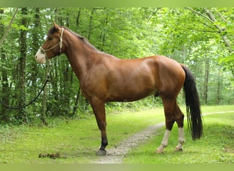 Franches-Montagnes, Hongre, 4 Ans, 156 cm, Bai brun