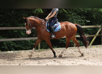 Franches-Montagnes, Hongre, 4 Ans, 156 cm, Bai brun