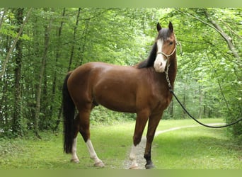 Franches-Montagnes, Hongre, 4 Ans, 156 cm, Bai brun