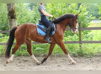 Franches-Montagnes, Hongre, 4 Ans, 156 cm, Bai brun