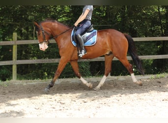 Franches-Montagnes, Hongre, 4 Ans, 156 cm, Bai brun