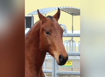 Franches-Montagnes, Hongre, 4 Ans, 156 cm, Bai