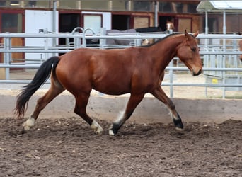 Franches-Montagnes, Hongre, 4 Ans, 156 cm, Bai