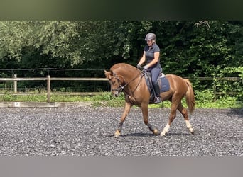 Franches-Montagnes, Hongre, 4 Ans, 157 cm, Alezan Franches-Montagnes, Hongre, 4 Ans, 157 cm, Alezan