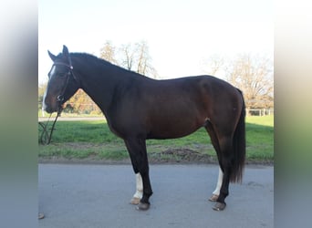 Franches-Montagnes, Hongre, 4 Ans, 158 cm, Bai brun