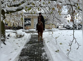 Franches-Montagnes, Hongre, 4 Ans, 158 cm, Bai