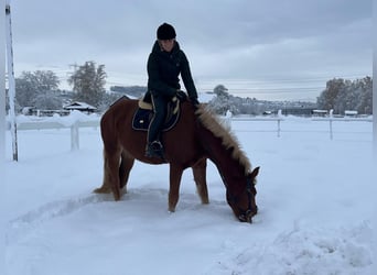 Franches-Montagnes, Hongre, 4 Ans, 158 cm, Bai