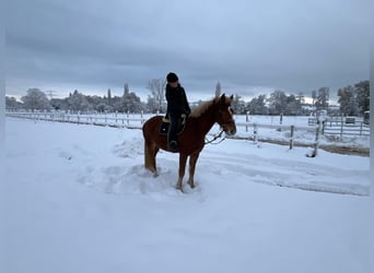 Franches-Montagnes, Hongre, 4 Ans, 158 cm, Bai