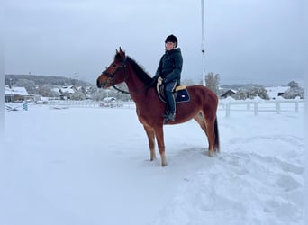 Franches-Montagnes, Hongre, 4 Ans, 158 cm, Bai