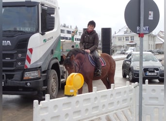 Franches-Montagnes, Hongre, 4 Ans, 159 cm, Bai