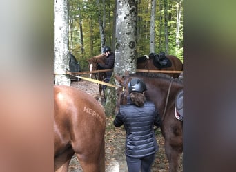 Franches-Montagnes, Hongre, 4 Ans, 160 cm, Alezan