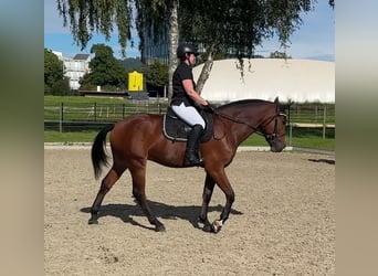 Franches-Montagnes, Hongre, 4 Ans, 160 cm, Bai brun