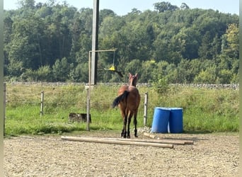 Franches-Montagnes, Hongre, 4 Ans, 160 cm, Bai brun