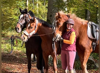 Franches-Montagnes, Hongre, 4 Ans, 160 cm, Bai brun