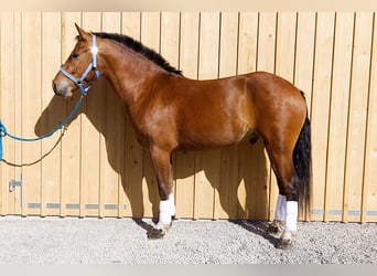 Franches-Montagnes, Hongre, 4 Ans, 160 cm, Bai