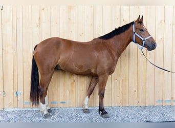 Franches-Montagnes, Hongre, 4 Ans, 160 cm, Bai