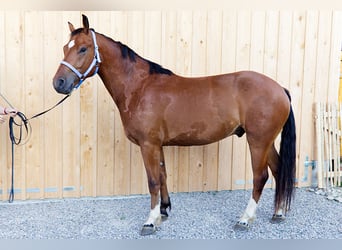 Franches-Montagnes, Hongre, 4 Ans, 160 cm, Bai