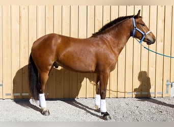 Franches-Montagnes, Hongre, 4 Ans, 160 cm, Bai