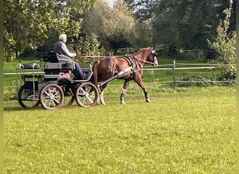 Franches-Montagnes, Hongre, 4 Ans, 161 cm, Alezan