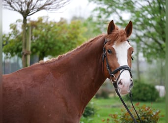 Franches-Montagnes, Hongre, 4 Ans, 161 cm, Alezan