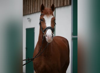 Franches-Montagnes, Hongre, 4 Ans, 161 cm, Alezan