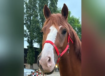 Franches-Montagnes, Hongre, 4 Ans, 165 cm, Alezan
