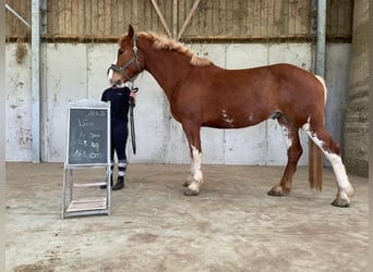 Franches-Montagnes, Hongre, 4 Ans, 169 cm, Alezan