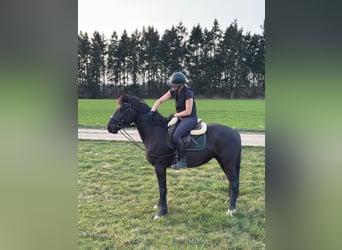Franches-Montagnes Croisé, Hongre, 5 Ans, 150 cm, Noir