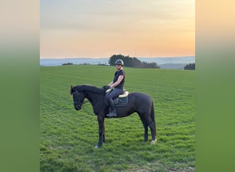 Franches-Montagnes Croisé, Hongre, 5 Ans, 150 cm, Noir