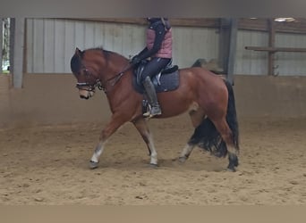 Franches-Montagnes, Hongre, 5 Ans, 152 cm, Bai