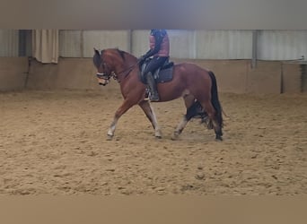 Franches-Montagnes, Hongre, 5 Ans, 152 cm, Bai