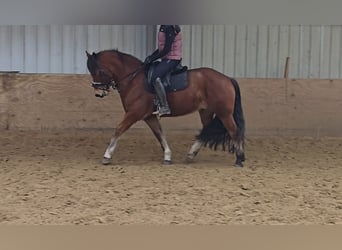 Franches-Montagnes, Hongre, 5 Ans, 152 cm, Bai