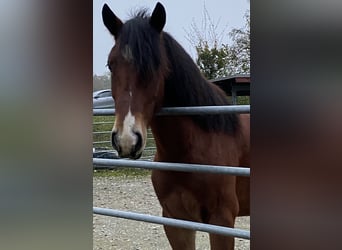 Franches-Montagnes, Hongre, 5 Ans, 154 cm, Bai