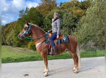 Franches-Montagnes, Hongre, 5 Ans, 156 cm, Alezan