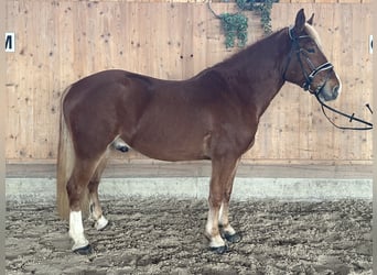 Franches-Montagnes Croisé, Hongre, 5 Ans, 158 cm, Alezan