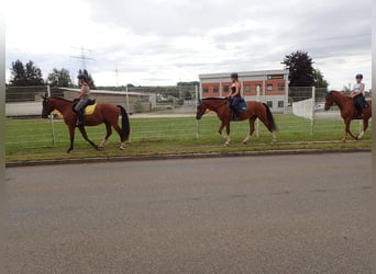 Franches-Montagnes, Hongre, 5 Ans, 158 cm, Bai