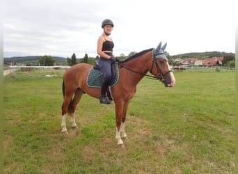 Franches-Montagnes, Hongre, 5 Ans, 158 cm, Bai