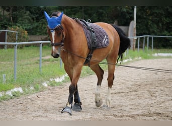 Franches-Montagnes, Hongre, 5 Ans, 163 cm, Bai