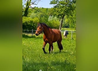 Franches-Montagnes, Hongre, 5 Ans, 164 cm, Bai